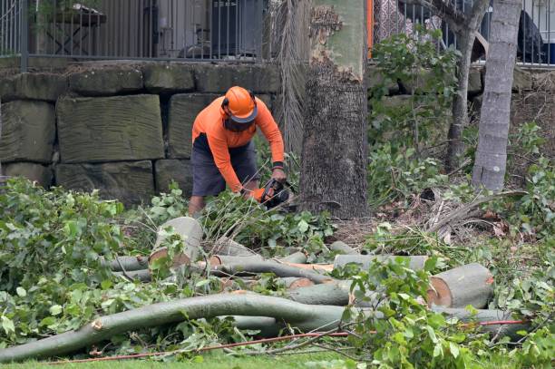 Best Hazardous Tree Removal  in Pine Mountain Clu, CA