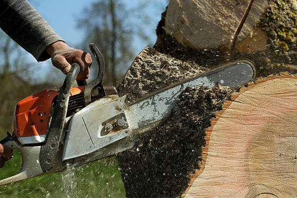 Best Tree Trimming and Pruning  in Pine Mountain Clu, CA